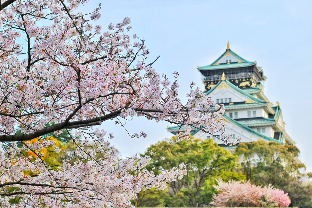 Pretty Photos of Cherry Blossoms