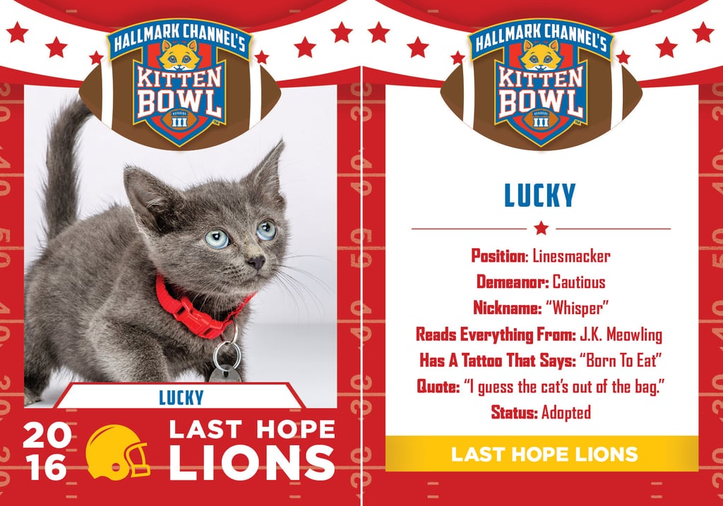 Kitten Bowl 2016