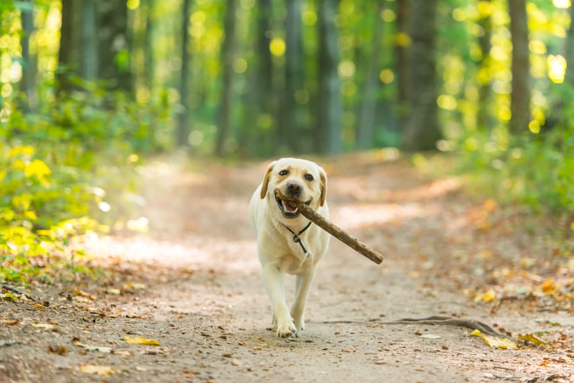 Closeup image of a yeallow labrador retriever dog carring a stick in forest near Cluj-Napoca, Transylvania, Romania