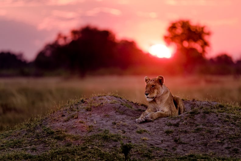 Lioness At Sunset