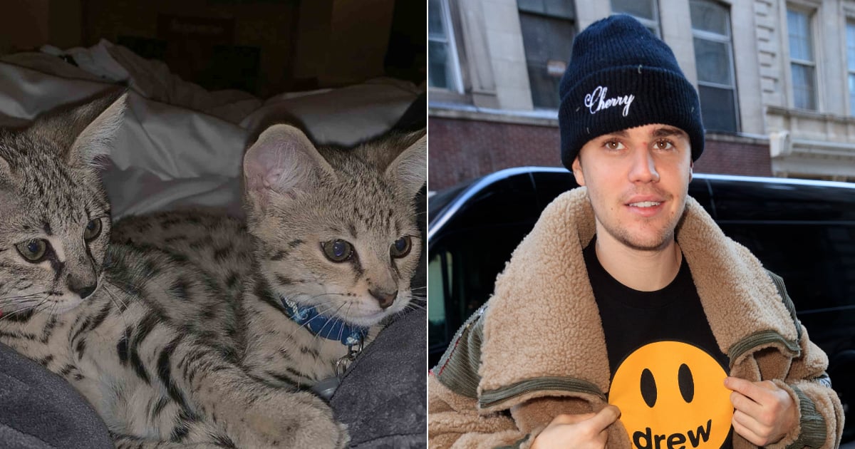 PETA's Comments About Justin Bieber's 35,000 Exotic Cats POPSUGAR UK