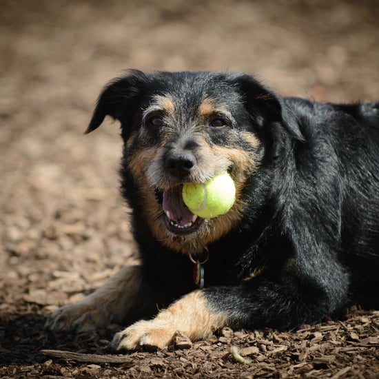 Dangerously Obsessive Dog Behaviors