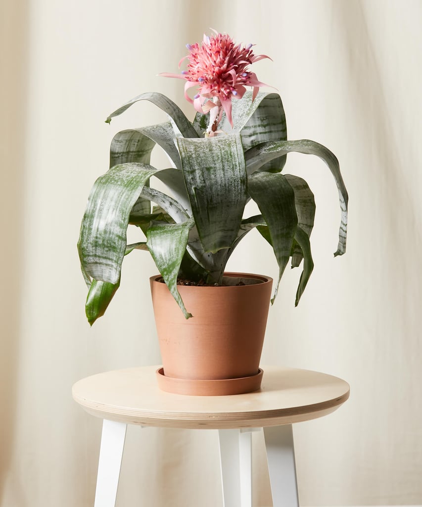 Potted Bromeliad Aechmea Pink Indoor Plant