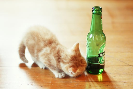 Effects Of Beer And Alcohol On Dogs And Cats Popsugar Pets