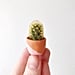 Cute Micro Succulents You Can Buy on Etsy