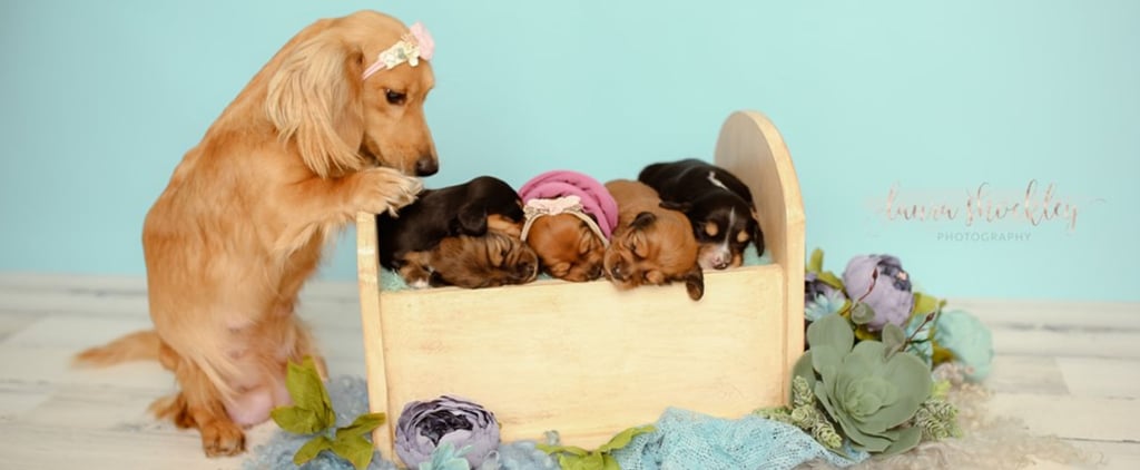 Adorable Dachshund Newborn Photo Shoot | Laura Shockley
