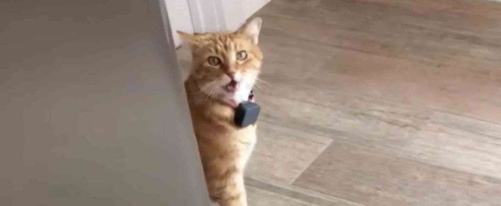 Someone Recorded Their Cat Saying "Well, Hi!" in a Southern Accent, and I've Watched It 67 Times