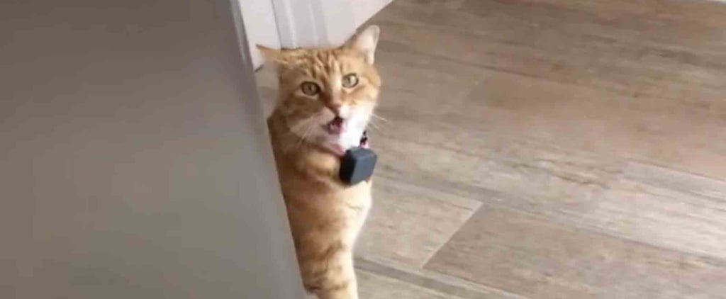 TikTok Video of a Cat Meowing "Well Hi" in a Southern Accent
