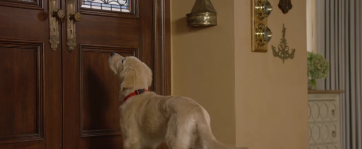 Comet the Dog in Fuller House