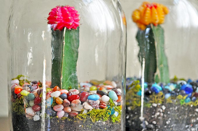 Mason Jar Terrariums