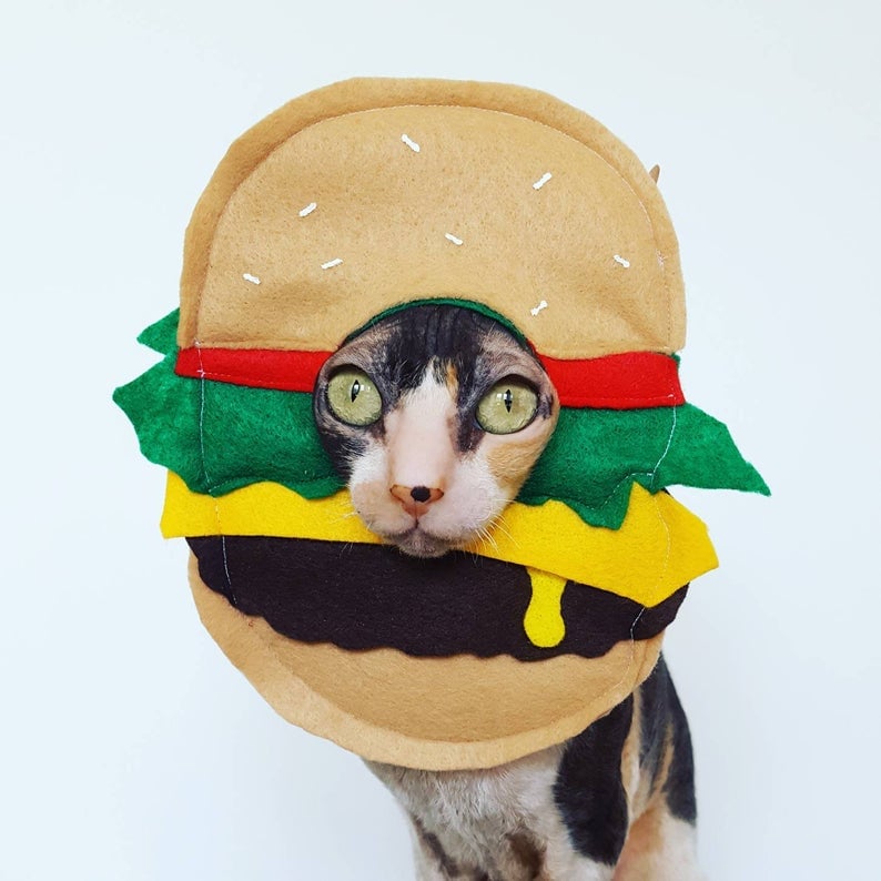 Cat wearing a cheeseburger costume