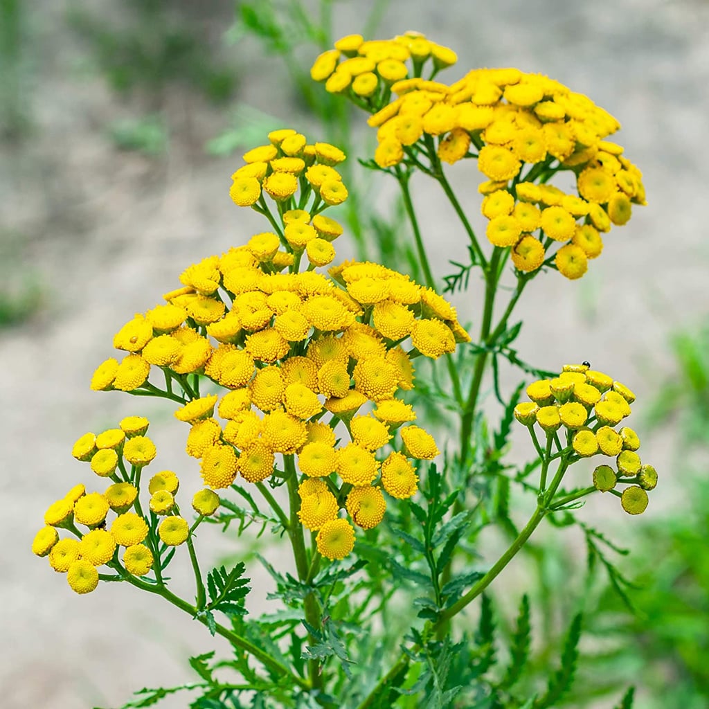 Tansy Seeds