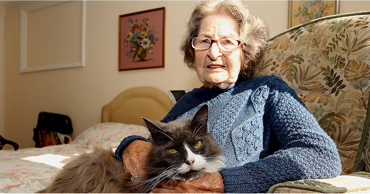 Cat Reunited With Owner POPSUGAR Pets