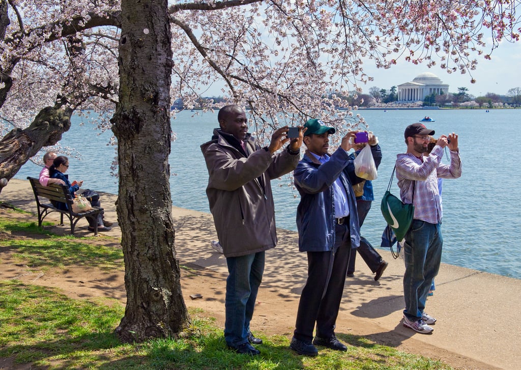 Washington DC Cherry Blossoms