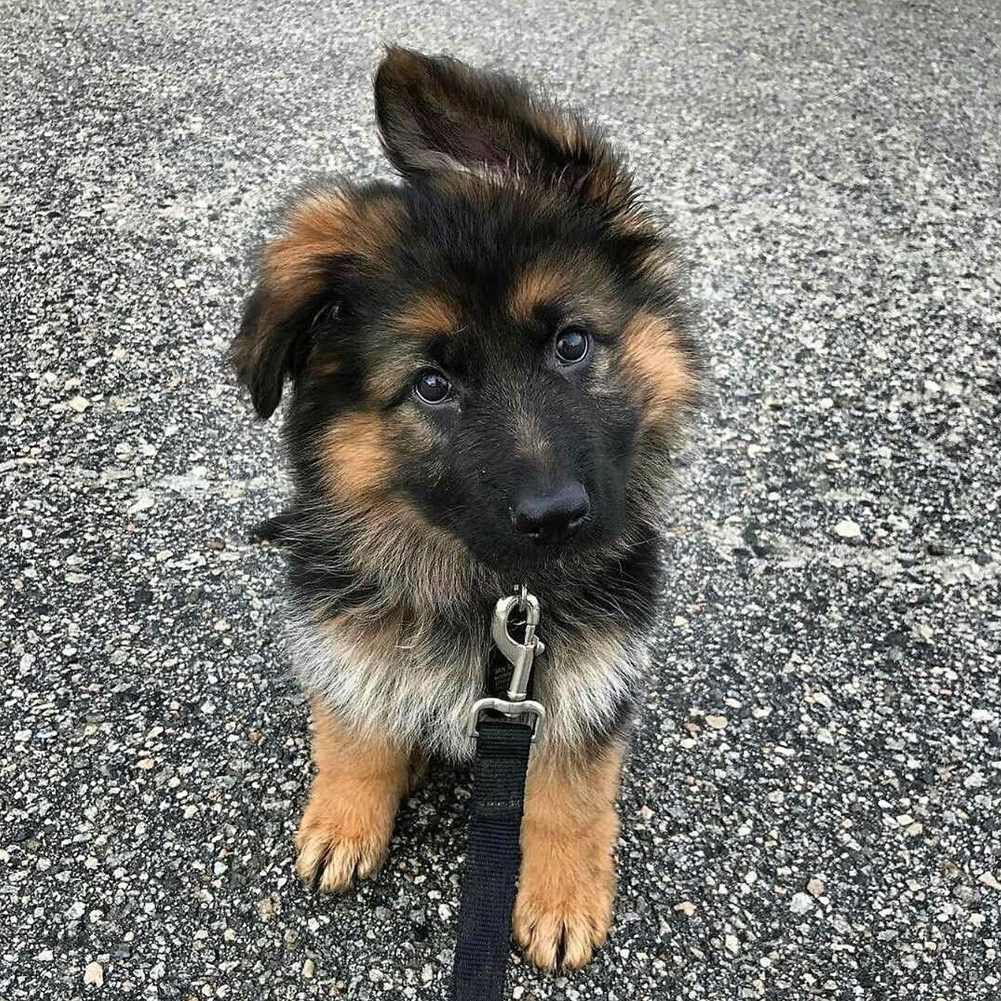 cute german shepherd