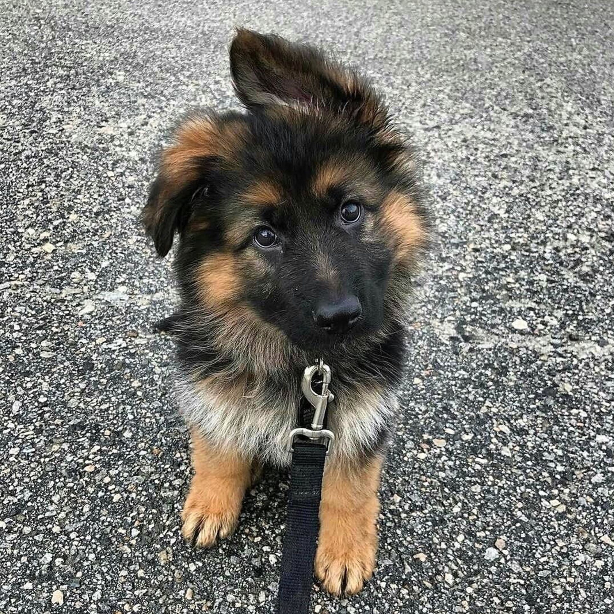 are german shepherds good with puppies