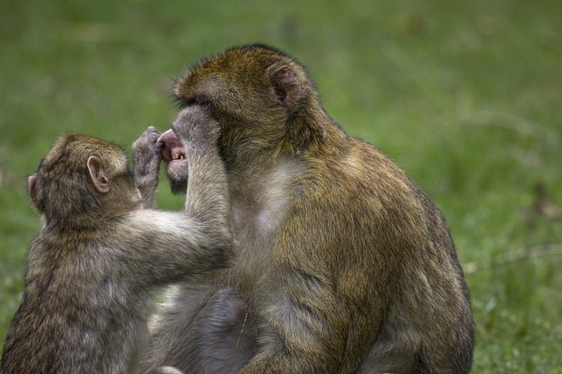 This monkey who has never missed a checkup.