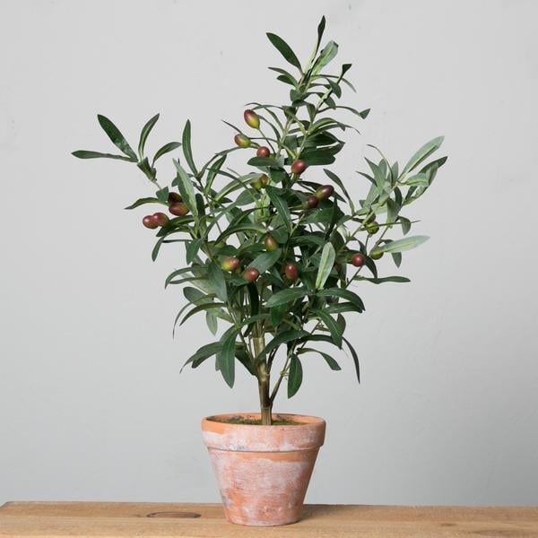 Potted Olive Topiary