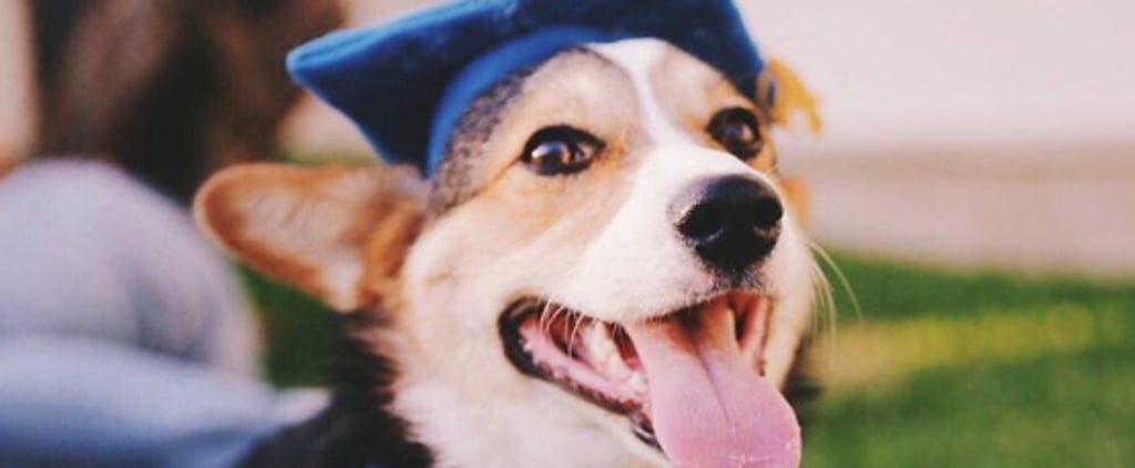 Corgi Graduates From UCLA