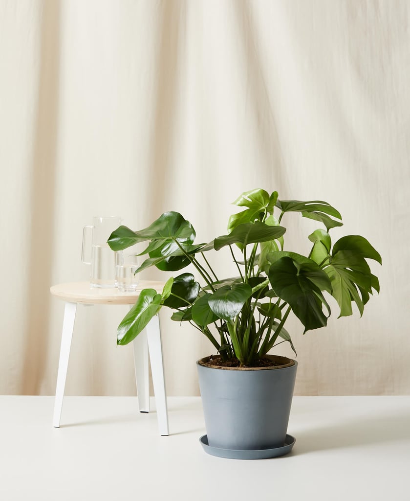 Potted Monstera Plant