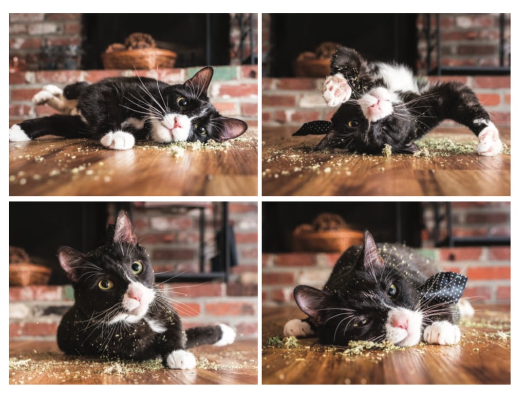 Cats on Catnip Photo Series
