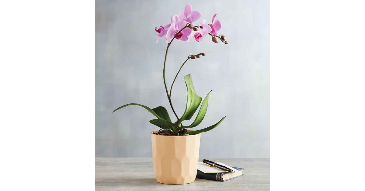 Phalaenopsis Orchid Plant Best PetFriendly Houseplants POPSUGAR