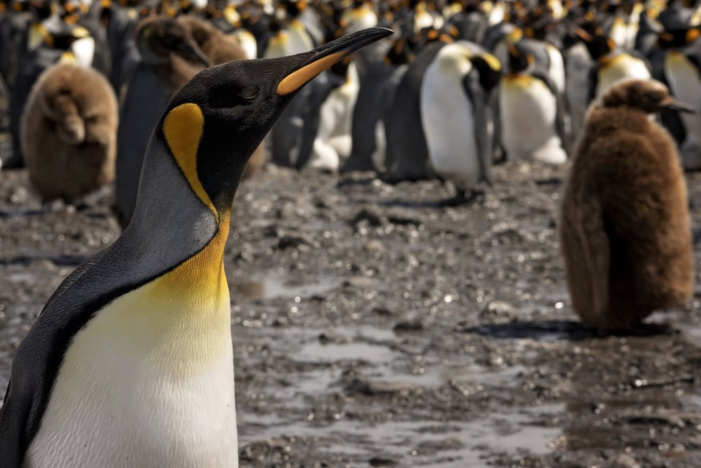 Antarctica King Penguins