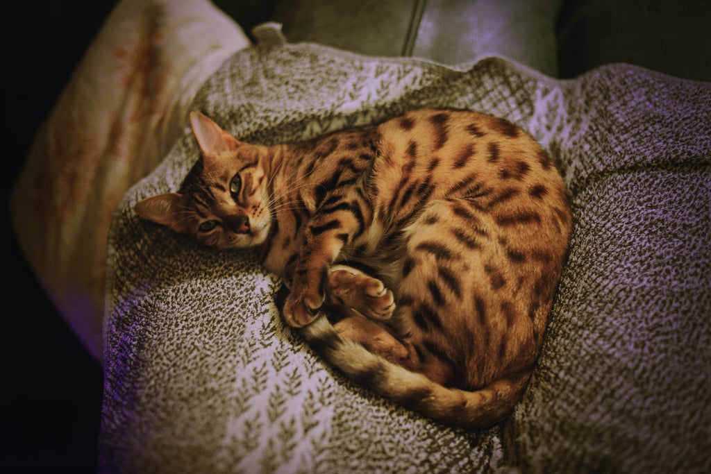 Best Cat Breeds For First-Time Owners: Bengal