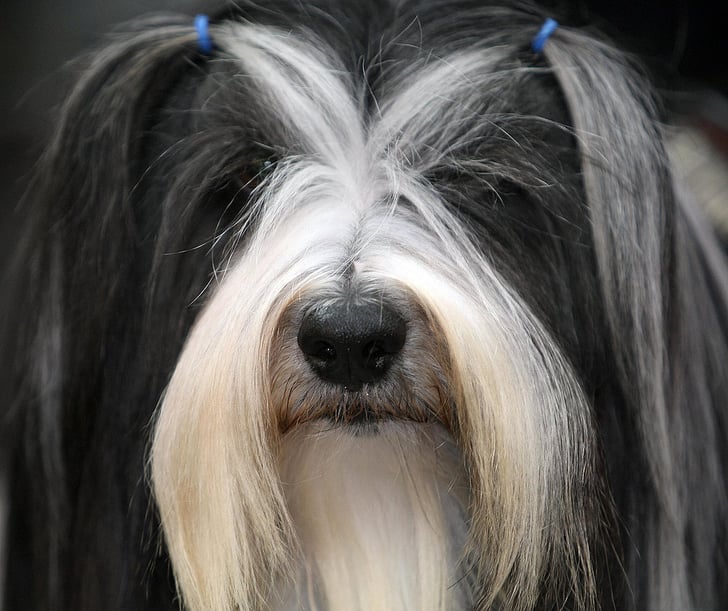 Pictures Of Dog Hairstyles Popsugar Pets
