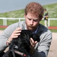 20 Pictures That Prove Prince Harry Could Actually Be a Dog Whisperer