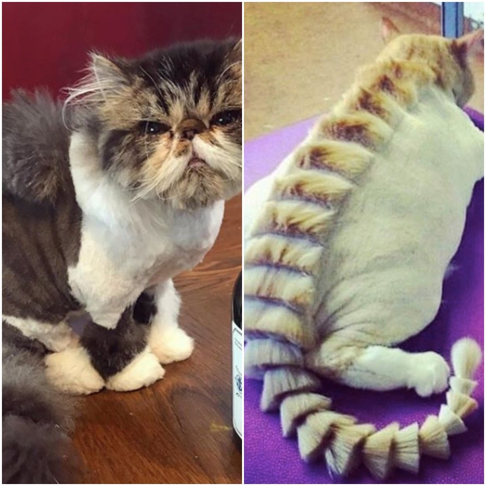 People Giving Cats Dinosaur Haircuts | POPSUGAR Family