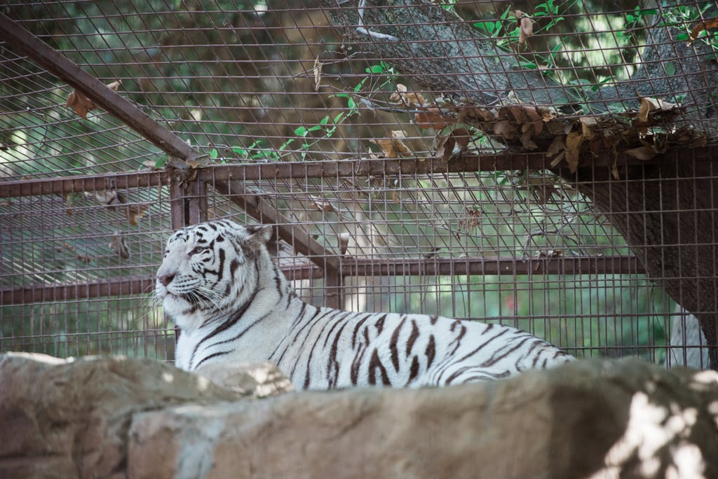 Wildlife Conservation Wedding