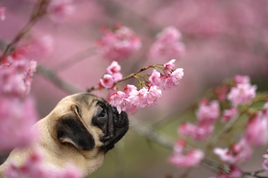 Cute Pictures of Pugs