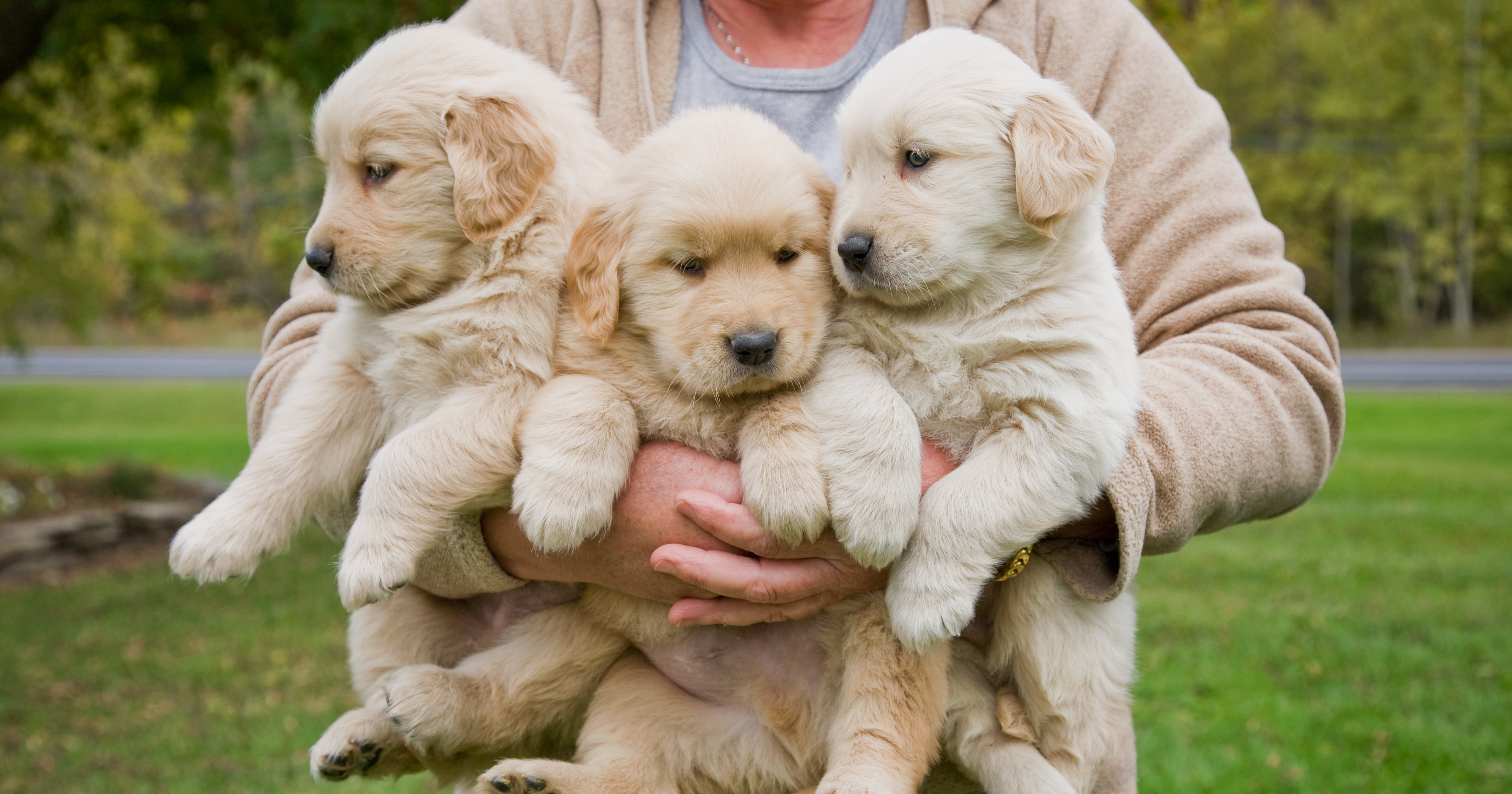 10 Important Tips for New Golden Retriever Owners 