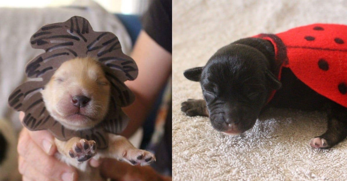Newborn Puppies in Halloween Costumes POPSUGAR Family