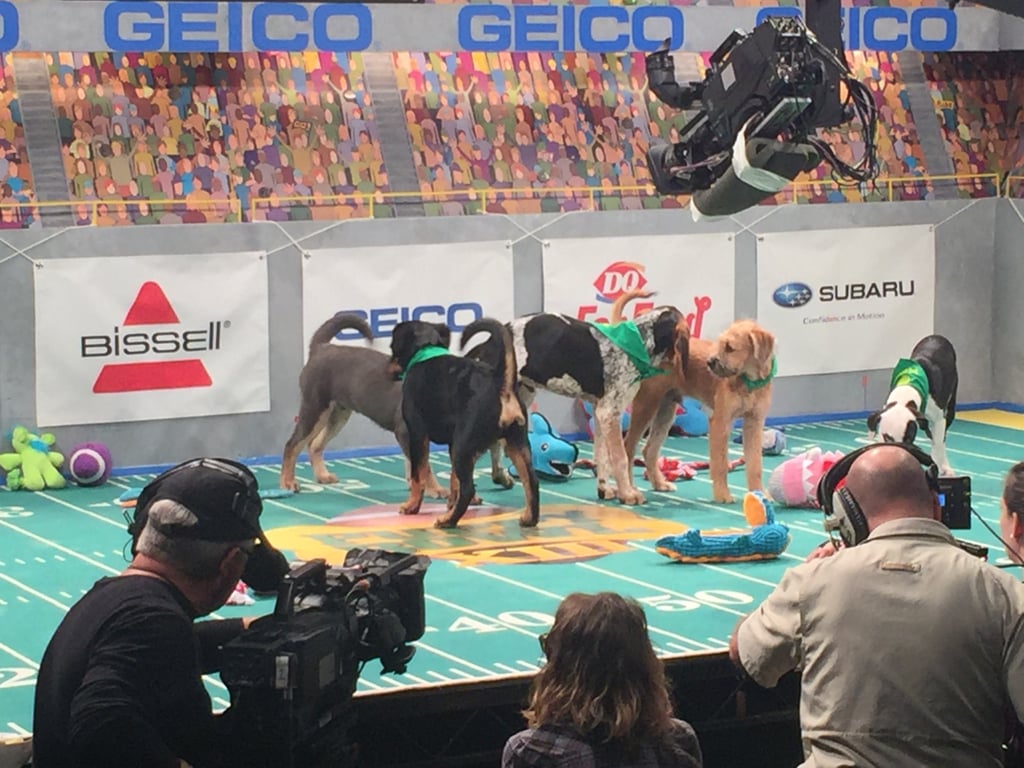 The puppies are filmed in groups