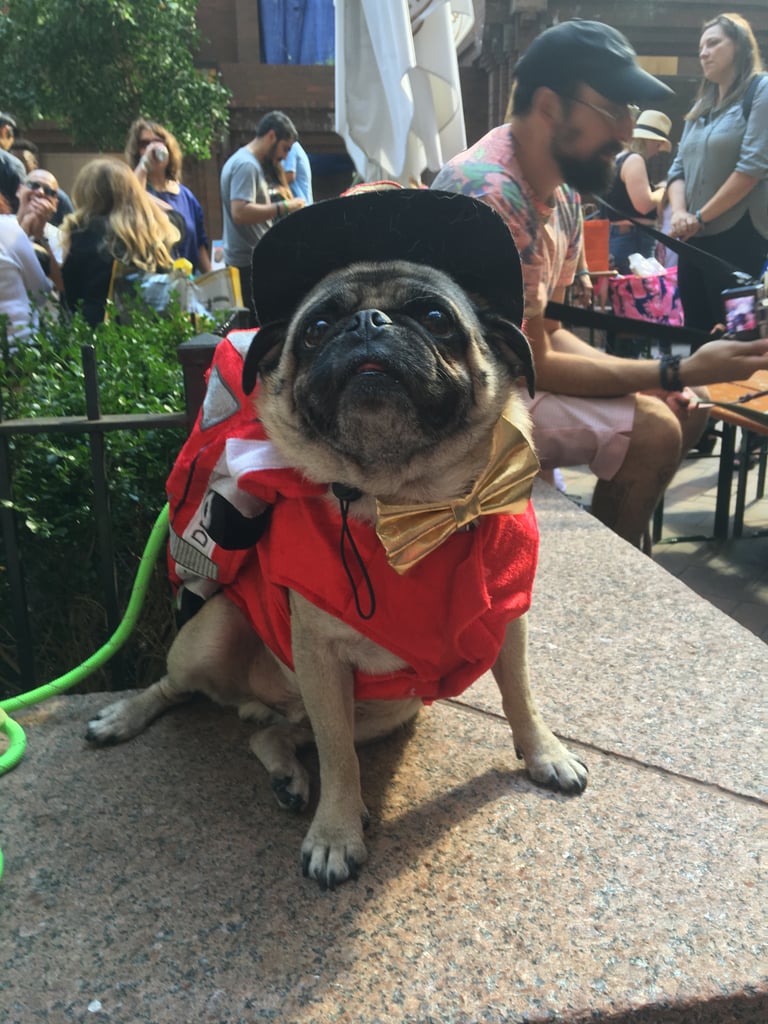 Fire Engine Pug
