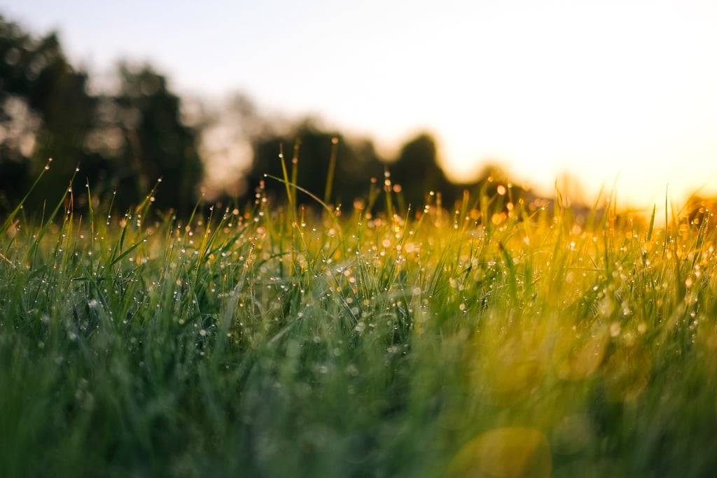 The smell of freshly cut grass.