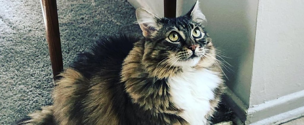 Photos of Fat Cats