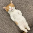 This Tiny Cat Sleeps on His Back, and Damn, He Looks Seriously Comfy