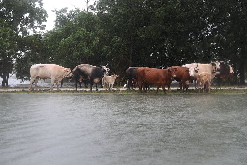 Cattle head to dry and high ground in Port Arthur, TX.