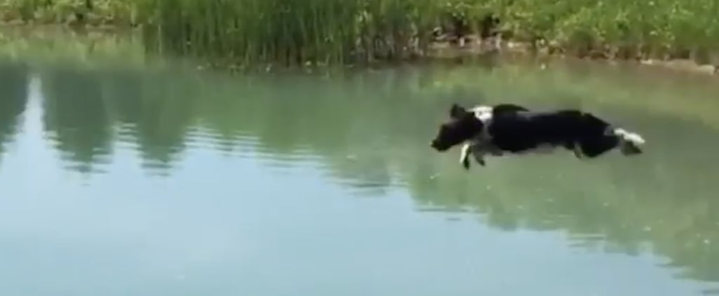 Video of Dog Jumping Into Water Over and Over