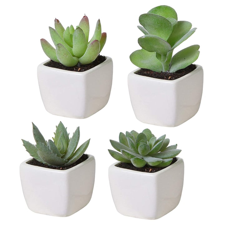 Set of 4 Mini Succulent Plants Best Mini Products on Amazon