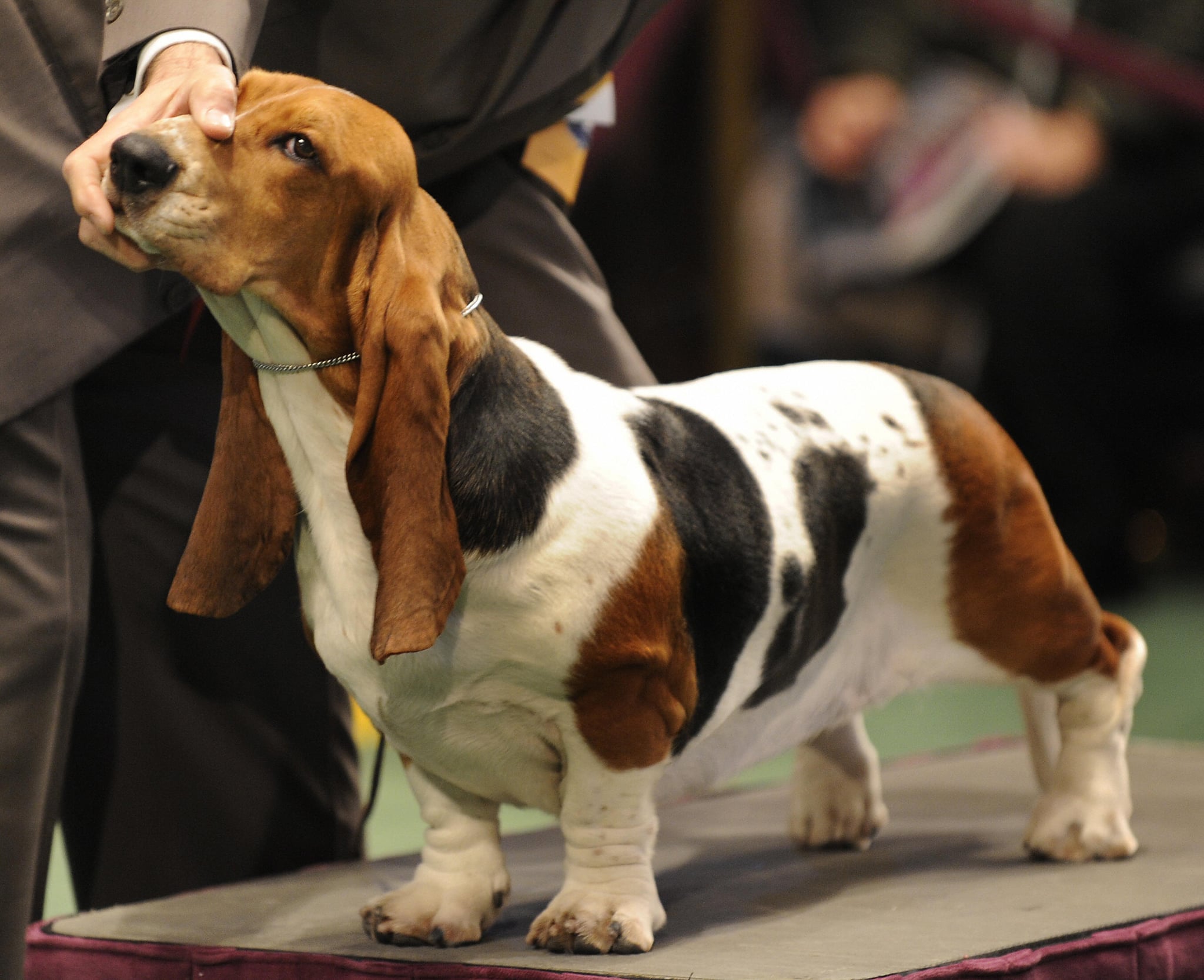 Cute Dogs From Behind-the-Scenes at the 2009 Westminster Kennel Club Dog Show ...2048 x 1667