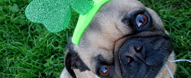 St. Patrick's Day and Pets