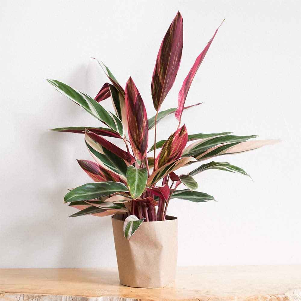 Where to Buy Pink Houseplants