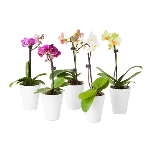 Orchid With Pot, Assorted Colors ($8)