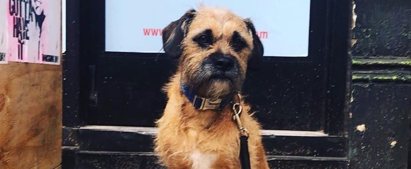 Boris & Horton Dog Cafe