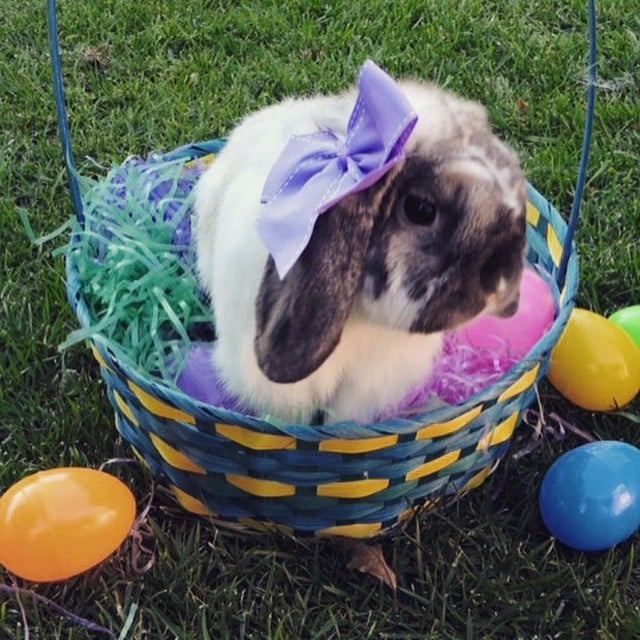 Easter Bunny Fun Facts And History Popsugar Pets