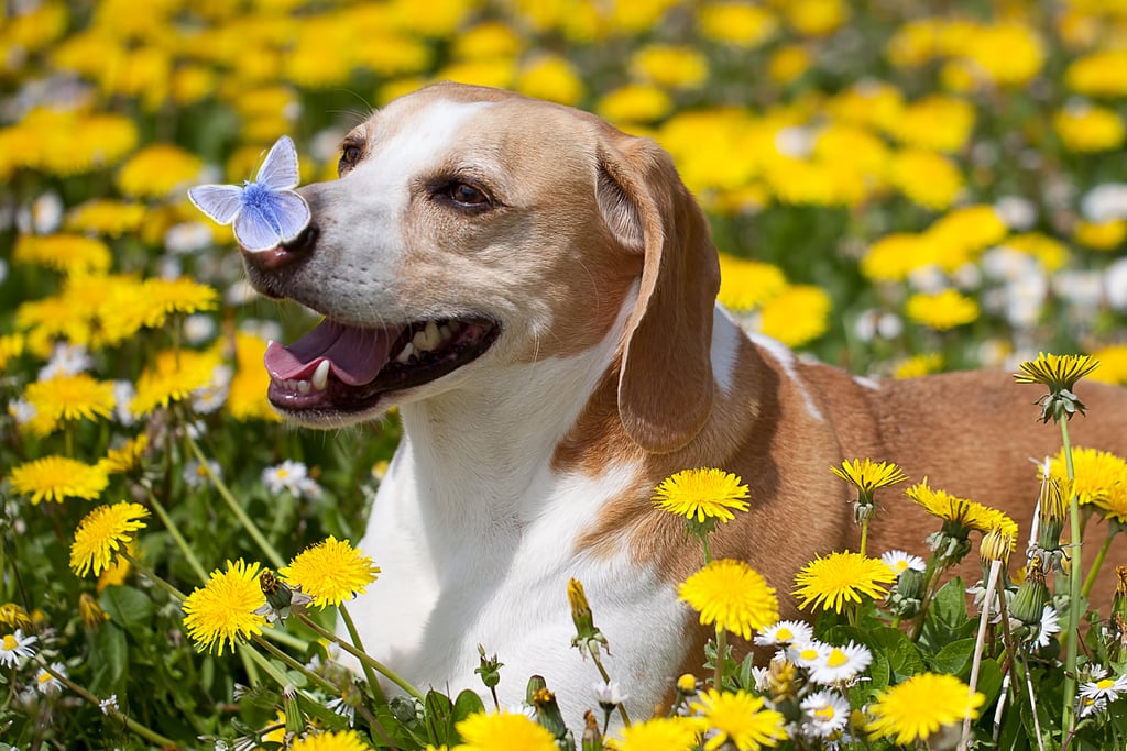 Cutest Pictures of Beagles